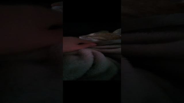 Маркиз с Васькой спят #рекомендации