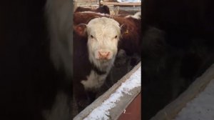 Бычки на продажу Герефорды 60 голов 55 т.Симменталы 33 голов по 38т.