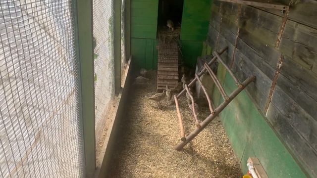 Индюки! Фазаны! смотреть онлайн