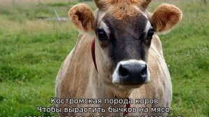 Костромская порода коров