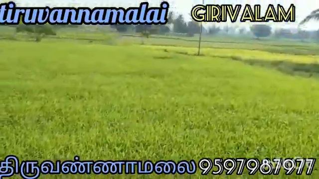 tiruvannamalai 30 cent land road point good hillview low price contact 9597987977