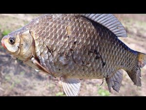 2.5 килограммовые краси начинают клевать как только зацветет это дерево в мае июне! Народные приметы