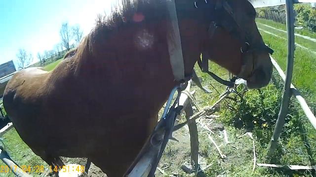 расчистка копыт