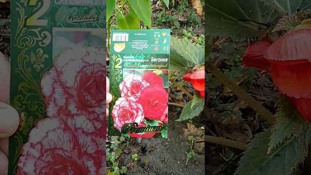 Бегония клюква в сахаре Begonia L. Cranberries in sugar 🌹🌹🌹