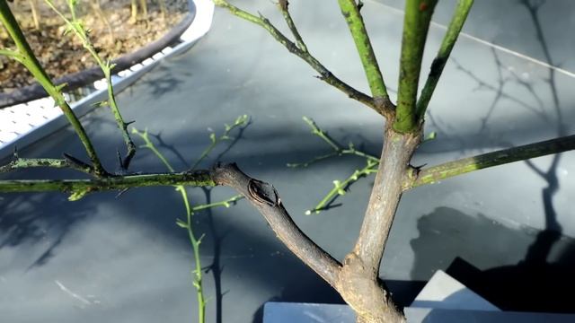 Pruning My Grapefruit and Pomelo Trees, The Bonsai Zone, March 2023 смотреть онлайн