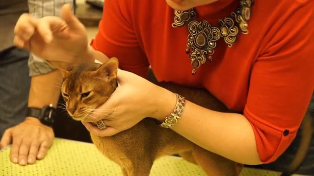 Презентация абиссинских кошек в котокафе «Котики и Люди». Стандарт породы