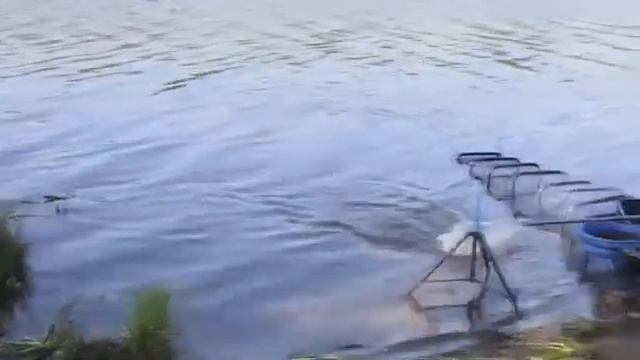 Фидерная ловля плотвыподлещика и леща Английская донка с Алексеем Фадеевым