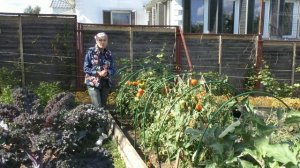 Сидераты в саду и огороде