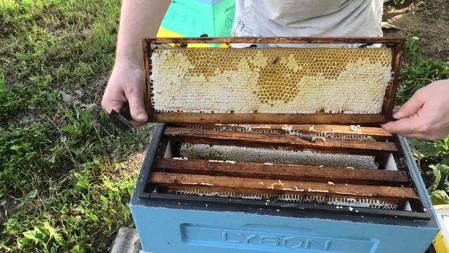 Майский мёд. Что собрали августовские отводки в мае? смотреть онлайн