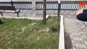 Утята переходят дорогу в Москве