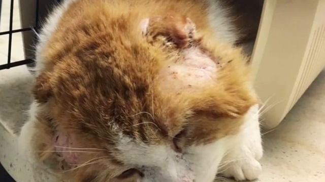 Он пришёл на чужое крыльцо, надеясь найти объедки… А нашёл свою смерть. Посмотрите на Это невероятн смотреть онлайн