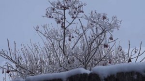 Калина под снегом