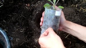 Высаживаем баклажаны. Подготовка почвы перед высадкой баклажан. Как вырастить баклажан на 1 кг