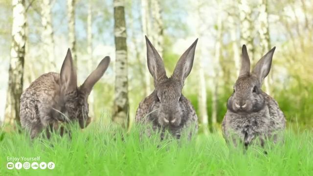 Музыка для души ? Мягкая музыка успокаивает нервную систему и восстанавливает здоровье #196 смотреть онлайн