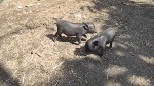 Удаление клыков у поросят || удаление клыков новорожденным поросятам #Удаление #клыков #поросят