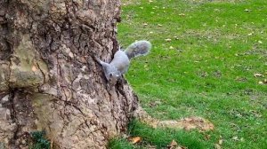 Озорные белки в английских парках (Squirrels in the UK Gardens)