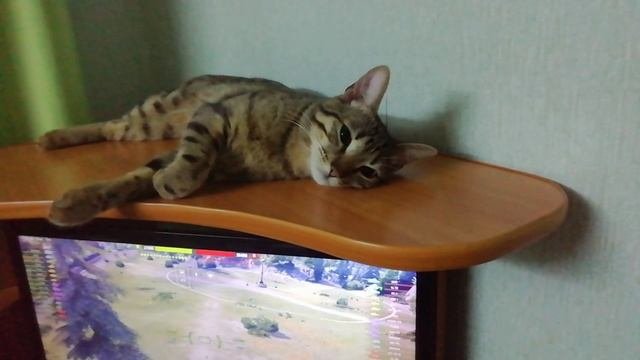 Главный консультант
