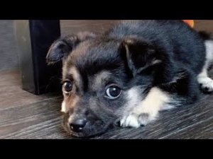 Семья приютила щенка, но люди никак не ожидали, какой сюрприз преподнесет им питомец через время