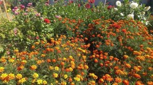 БАРХАТЦЫ. ПРАВИЛЬНЫЙ УХОД И ВЫРАЩИВАНИЕ