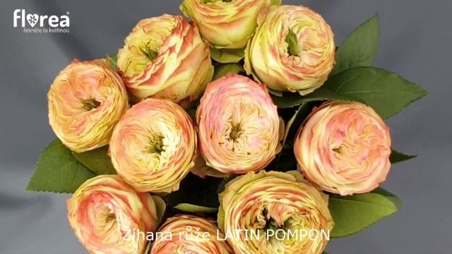 Žíhaná růže LATIN POMPON - Florea.cz смотреть онлайн