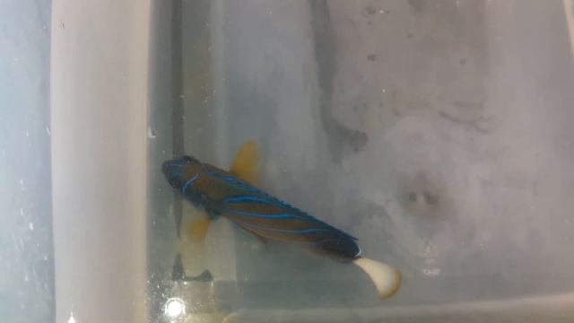 ANNULARIS ANGEL (5.5") $229.99 смотреть онлайн