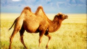 Туш табири - Тушда туя куриш