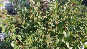 Абрикос с откопанной корневой шейкой в яме