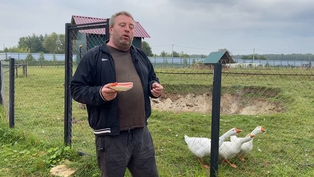 Маленькие вьетнамские свиньи смотреть онлайн