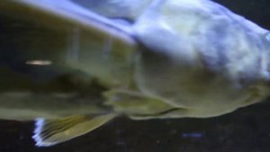 Морской зоопарк и аквариум Сочи