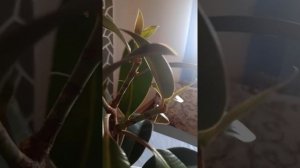 Фикус черный принц. Весенняя обрезка.Көктемгі фикус гүлінің күтімі.