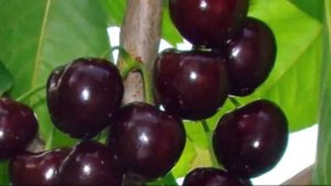 Черешня сорта Мелитополе – основная характеристика