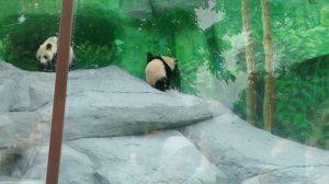 Панды в Московском зоопарке