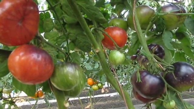 КРАСНАЯ КРАСОТКА