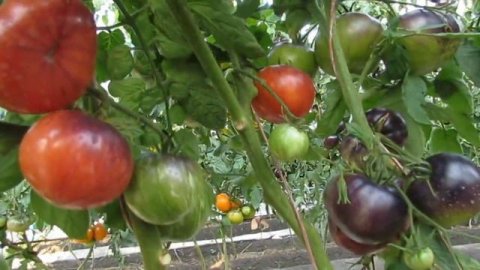 КРАСНАЯ КРАСОТКА