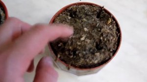 Как размножать фиалку - размножение фиалки от листа