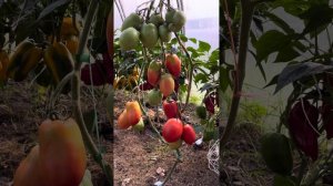 Итальянский сорта Перино Гроссо (Perino Grosso, Италия