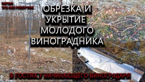 Обрезка и укрытие молодого виноградника. В гостях у начинающего виноградаря #ТриЭкоВиноградник