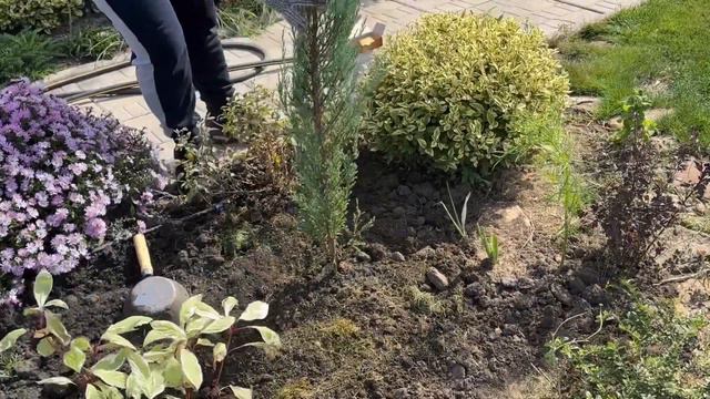 Втілюю в життя садові фантазії! Формую нову клумбу! Пересаджую рослини! | 08.10.2023