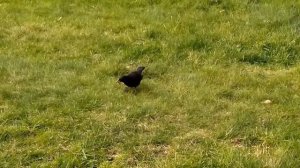 Птицы. Дрозд. Дрозд танцует. Amsel tanzt. Thrush dancing.