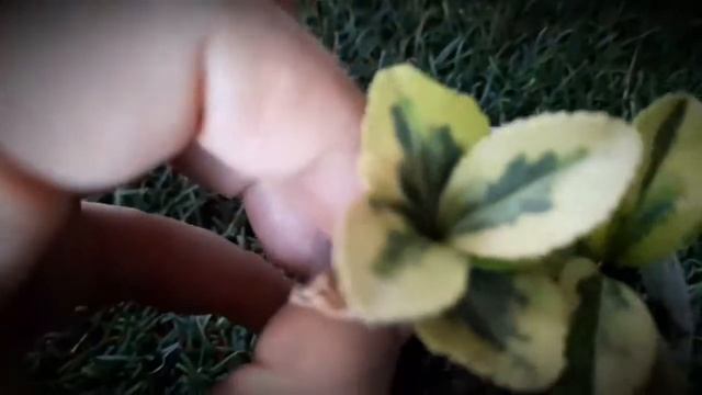 Бересклет (размножение) и зимой и летом одним цветом. смотреть онлайн