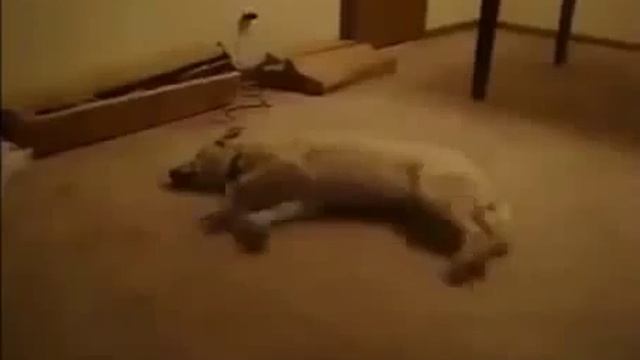 Забавные спящие животные смотреть онлайн