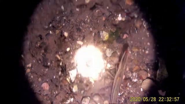 Ночная подводная охота. Приморский край