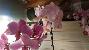 Какое для Орхидеи нужно освещение. Чтоб было много цветов и цветоносов. #орхидея