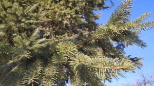 5 февраля.СВЯТОЙ АГАФИЙ. Народные приметы и традиции