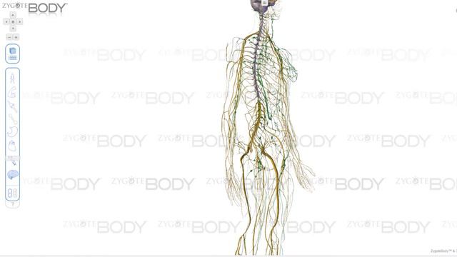 Сайт для изучения анатомии человека в 3D смотреть онлайн