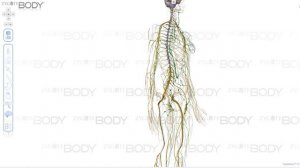 Сайт для изучения анатомии человека в 3D