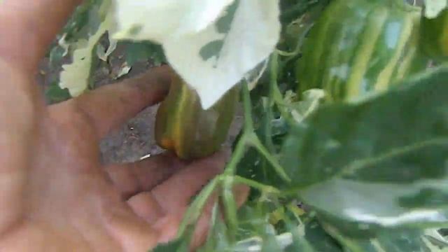 Перец Candy Cane Red. смотреть онлайн