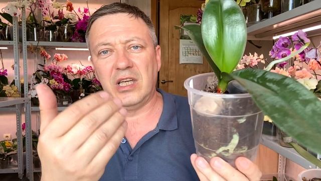 орхидеи ПРУТ В ЭТОМ и корни орхидей растут как на дрожжах / орхидеи НЕ ГНИЮТ / триферн для орхидей смотреть онлайн