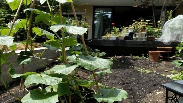 ЧЕМ ПОДКОРМИТЬ ОГУРЦЫ УДОБРЕНИЕ смотреть онлайн