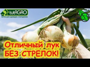 ВАШ ЛУК НИКОГДА (!) НЕ БУДЕТ СТРЕЛКОВАТЬСЯ! Только качественная репка без стрелок. Простой способ.